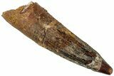 Bargain, Fossil Spinosaurus Tooth - Real Dinosaur Tooth #311154-1